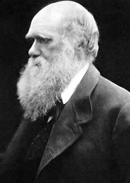 Bild Darwin